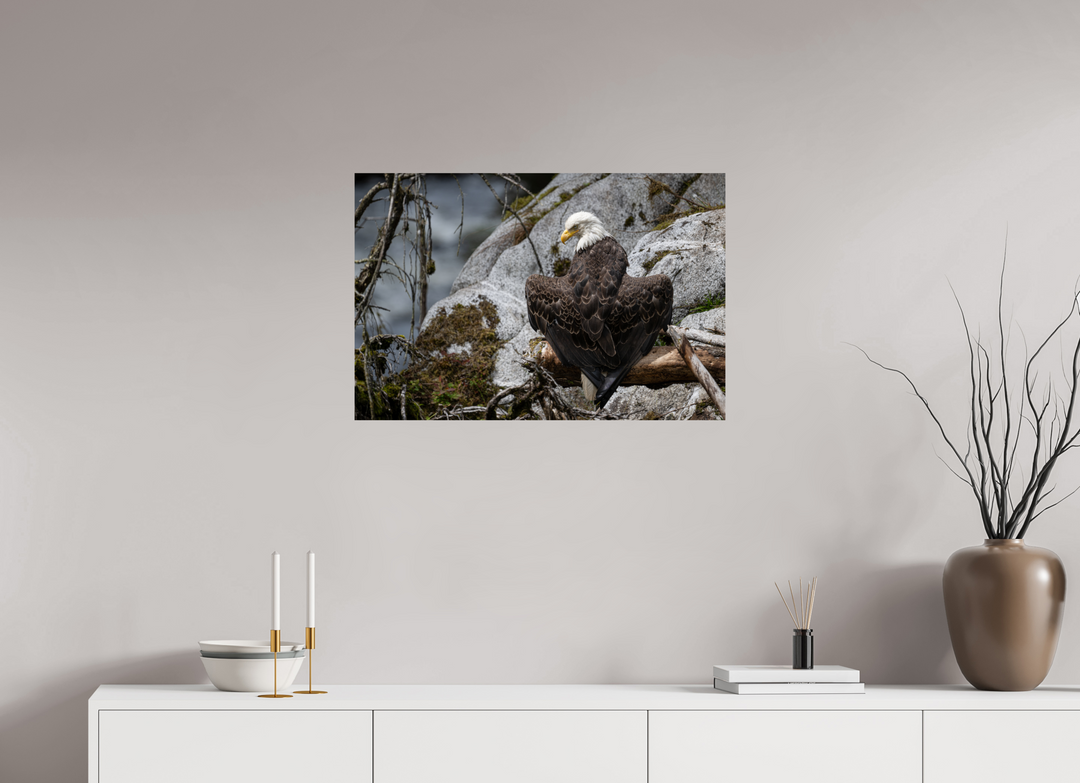 30 x 20″, Hahnemuhle Photo Silk Barta X Bald Eagle -- Observing