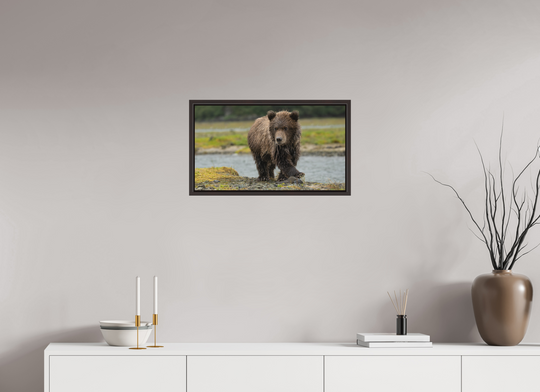 24 x 13.5″, Floating Framed Print on Forex Material Coastal Brown Bear Cub -- Youthful Exuberance