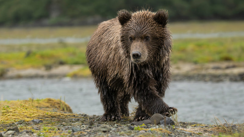 Bear Cub Katmai Geographic Bay