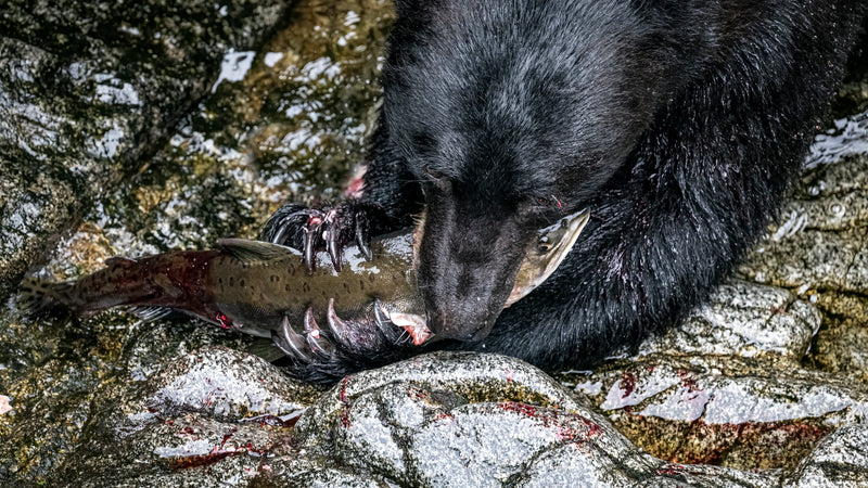 Black Bear Anan Creek Tongass