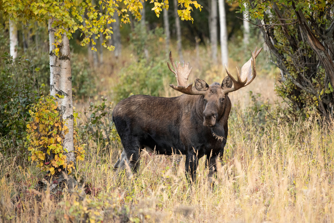 Bull Moose Damaged Antler