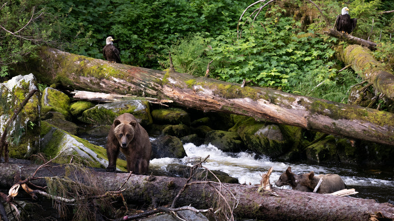 Coastaln Brown Bear Anan Creek Tongass