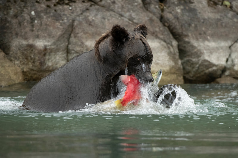 Coastal Brown Bear