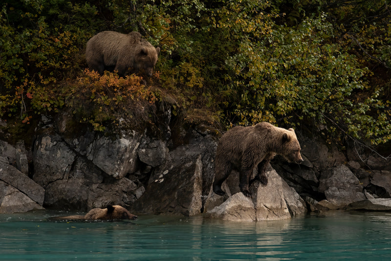 Coastal Brown Bear Family Outing Crescent Lake