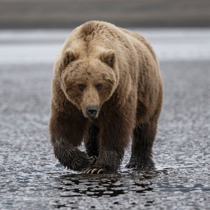 Coastal Brown Bear Silver Salmon Creek Lake Clark NP