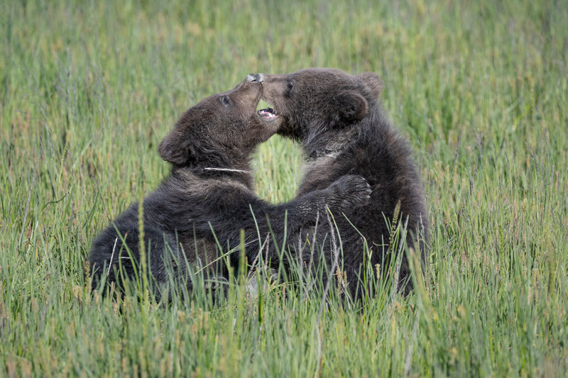Coastal Brown Bear Silver Salmon Creek Lake Clark NP Club