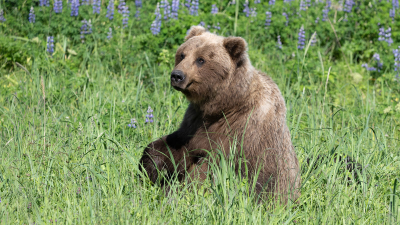 Coastal Brown Bear Silver Salmon Creek Lake Clark NP