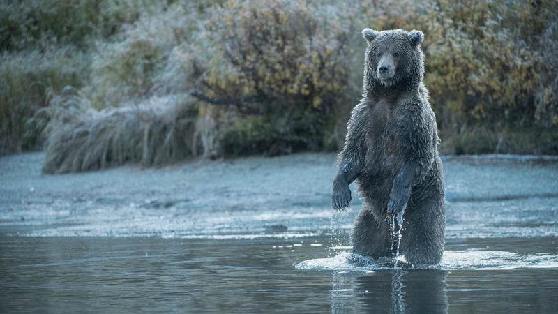Coastal Brown Bear Investigating Crescent Lake