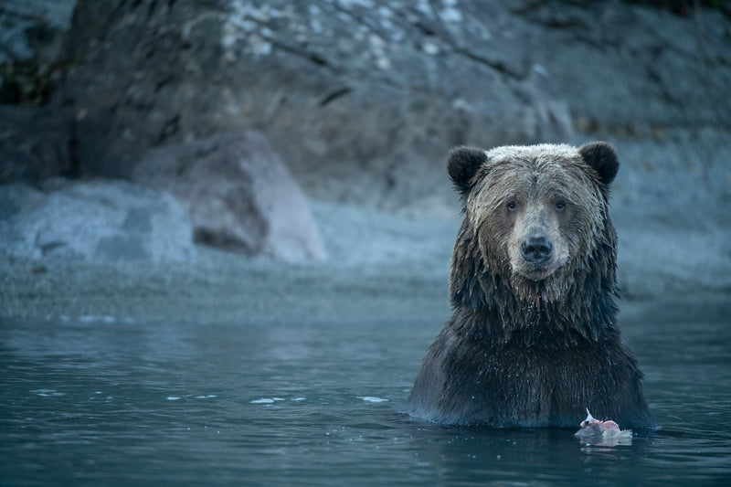 Coastal Brown Bear sad Crescent Lake