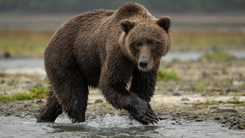 Fishing Bear Katmai