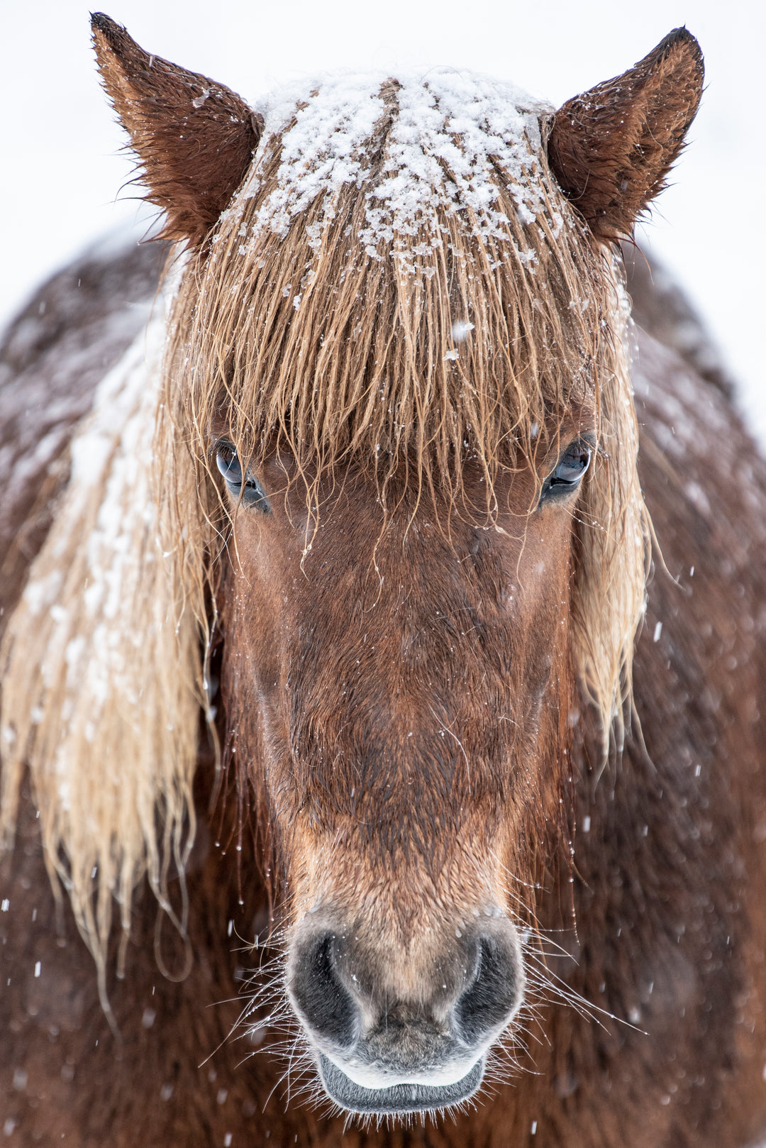 Ielandic Horse