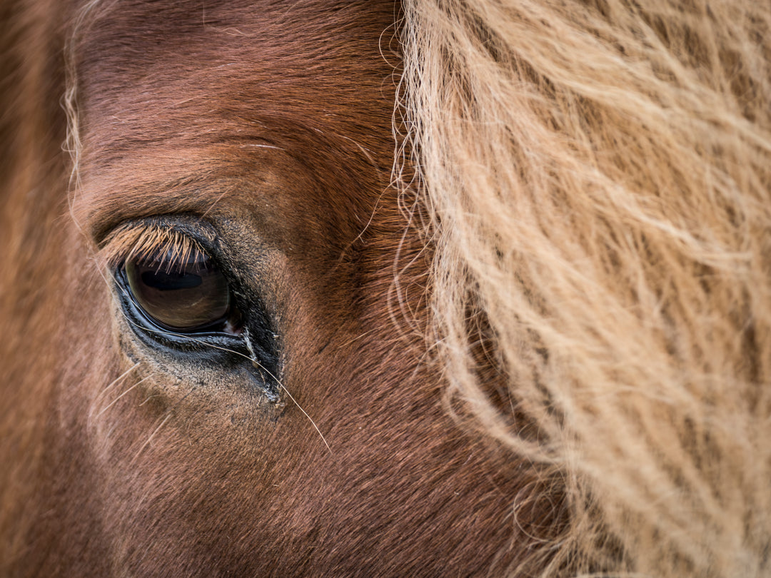 Ielandic Horse Brown Eye