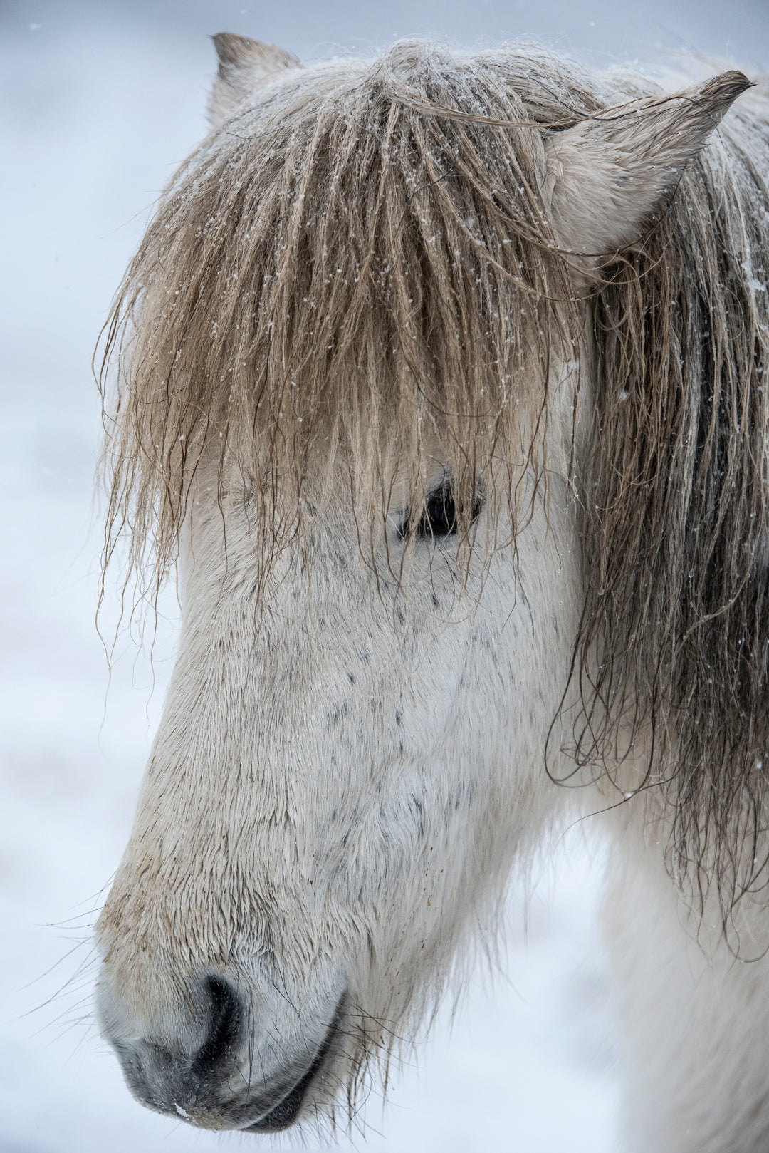 Ielandic Horse Cream