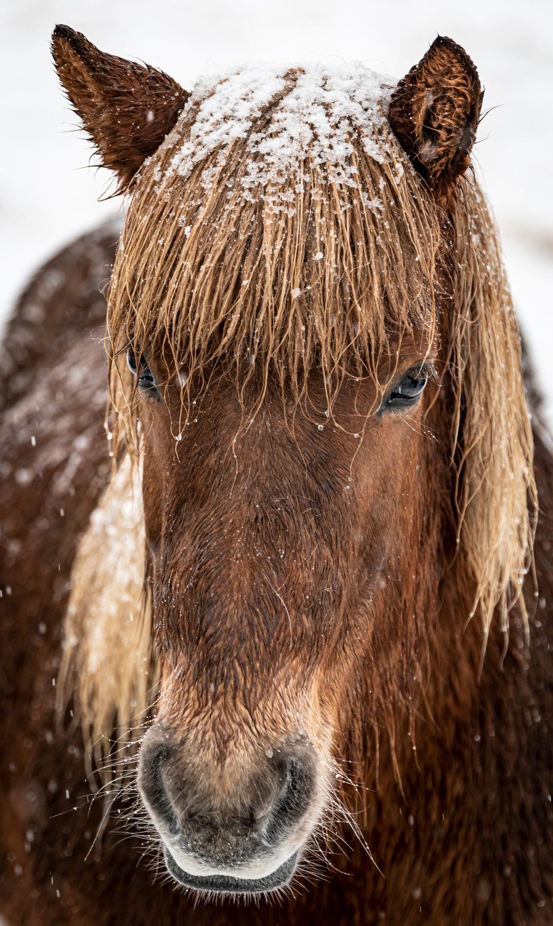 Ielandic Horse