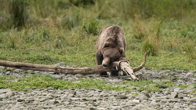 Kodiak Bear Itching Kodiak Island