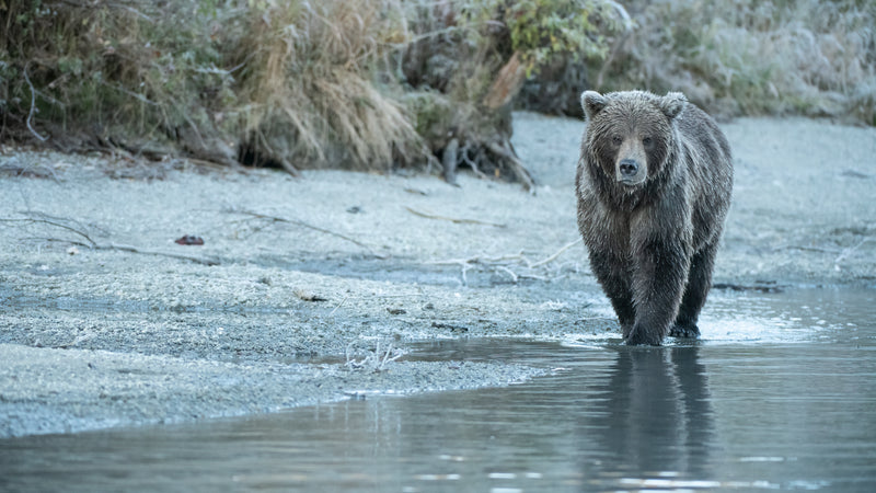 Morning Hunt Brown Bear