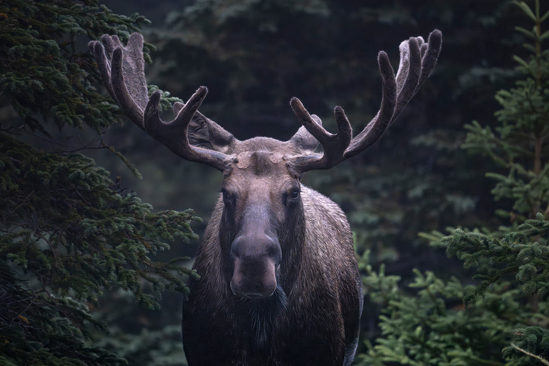 Moose Bull Mist