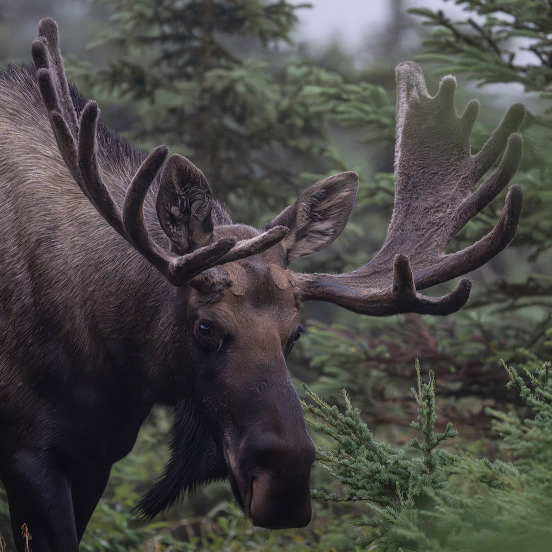 Moose Bull Mist Additional