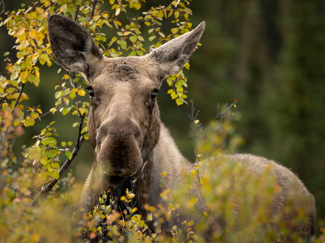 Moose Cow Old Denali
