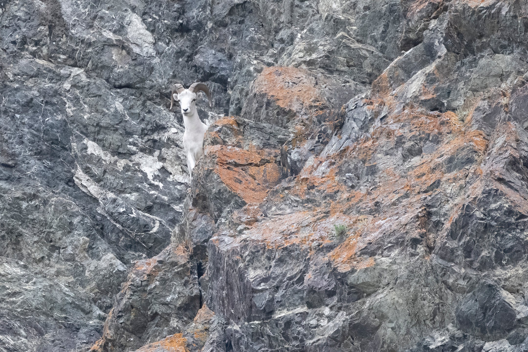 Mountain Goat Turnigan