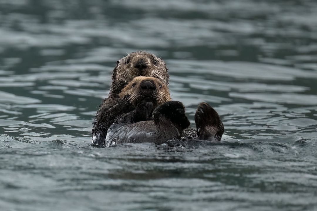 Otters Kodiak