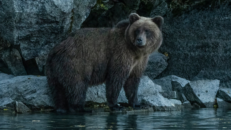 Portrait Brown Bear Gallery