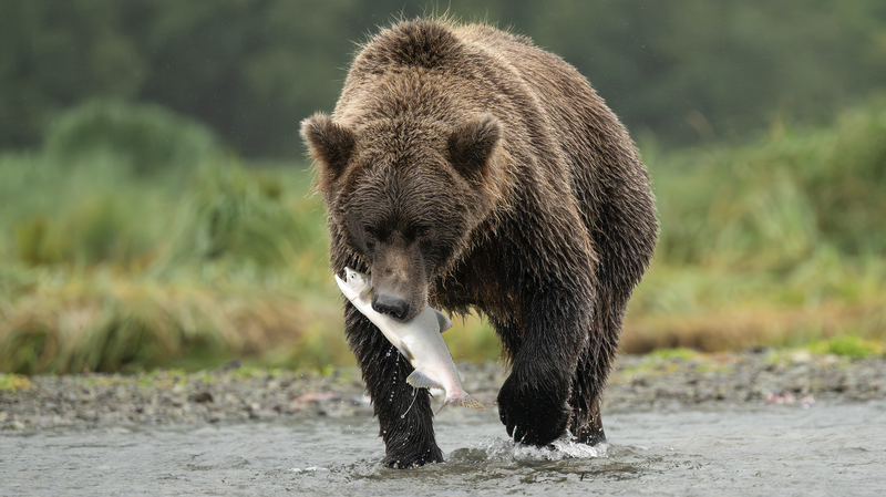 Coastal Brown Bear
