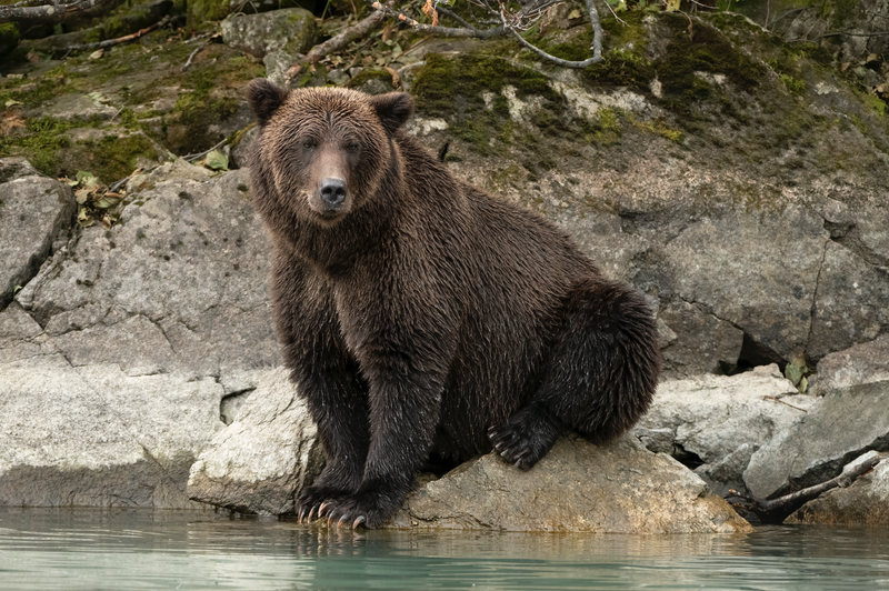 Coastal Brown Bear