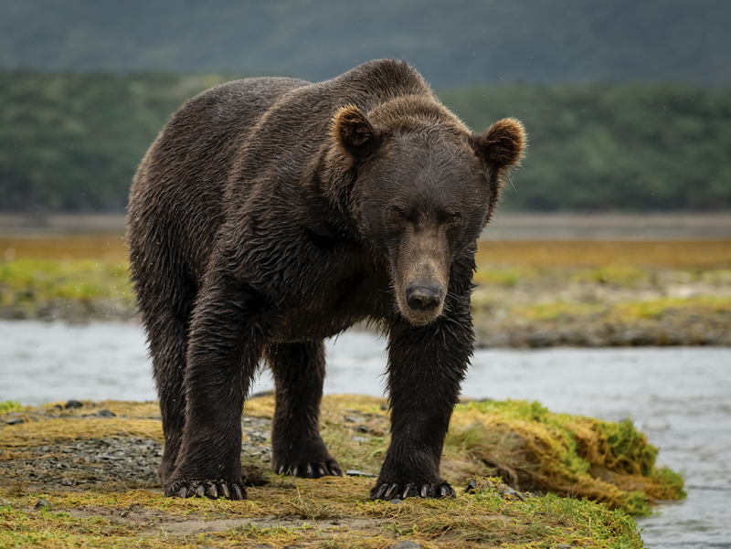 Coastal Brown Bear