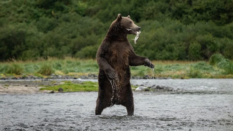 Standing Bear Katmai NP