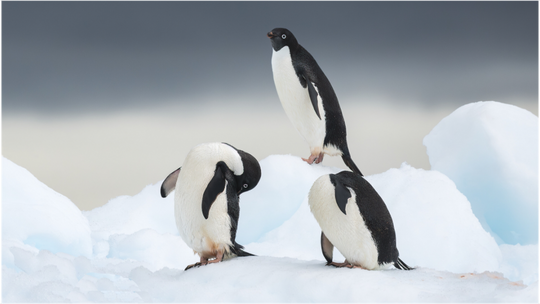 Main image Adelie Penguins - Preening