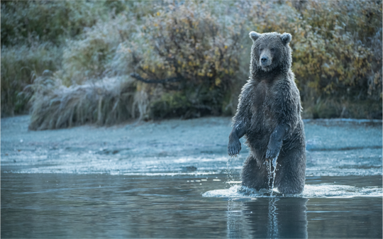 Main image Coastal Brown Bear - Investigating