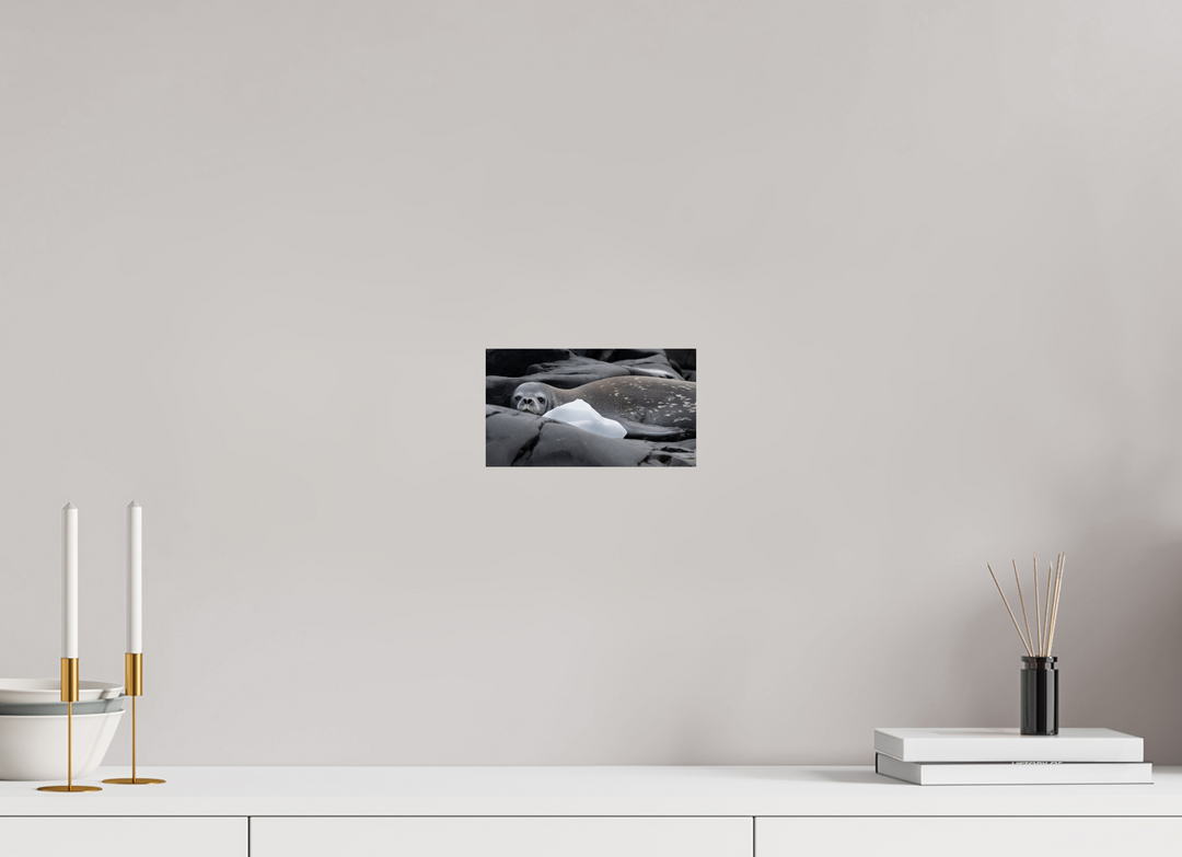 8 x 4.5″, Hahnemuhle Photo Silk Barta X Weddell Seal and Ice