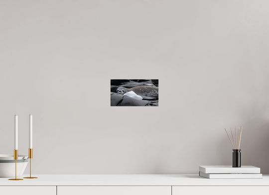 8 x 4.5″, Hahnemuhle Photo Silk Barta X Weddell Seal and Ice