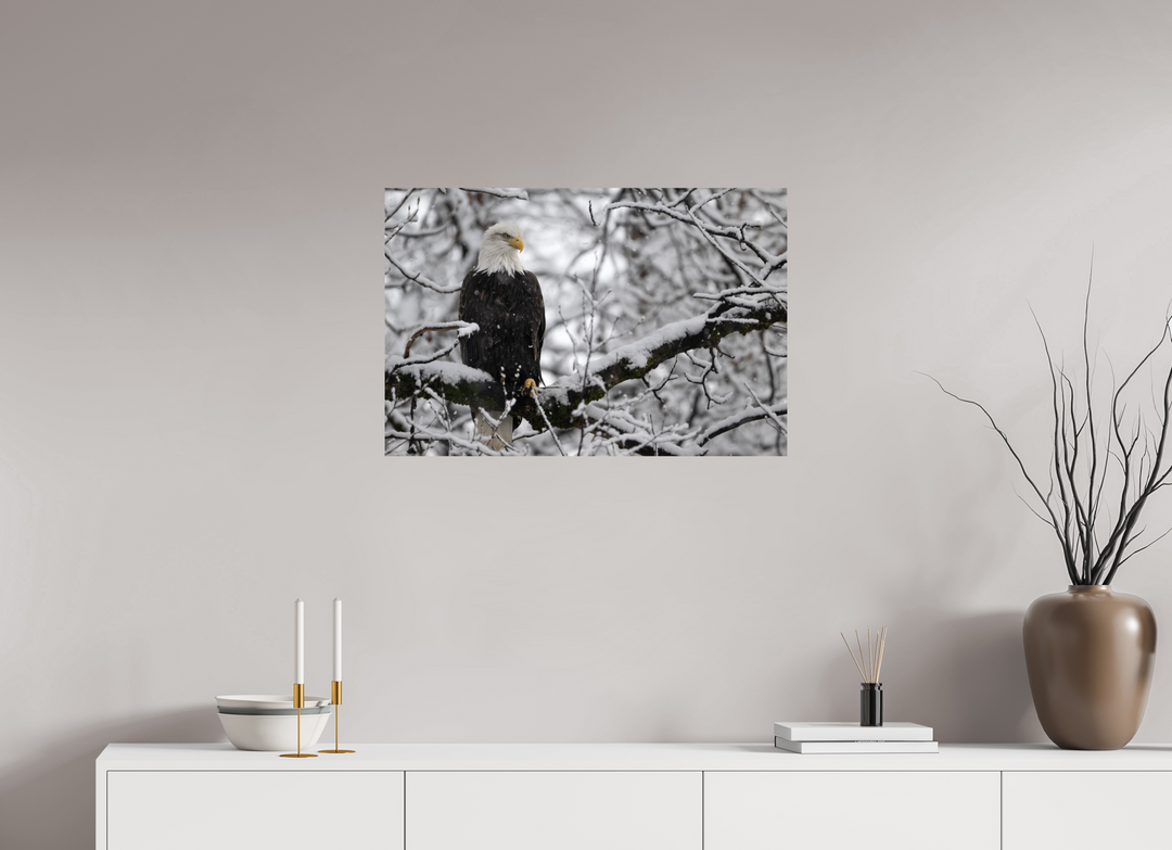 30 x 20″, Hahnemuhle Photo Silk Barta X Bald Eagle in Snow
