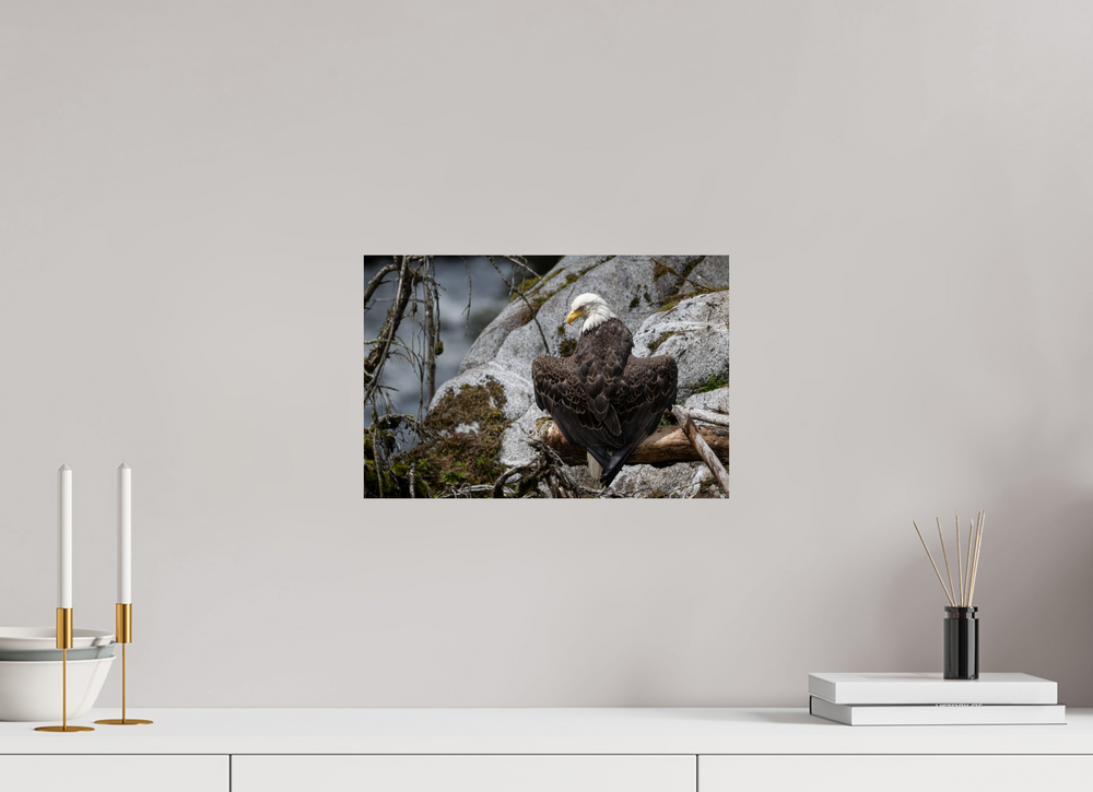 15 x 10″, Hahnemuhle Photo Silk Barta X Bald Eagle -- Observing