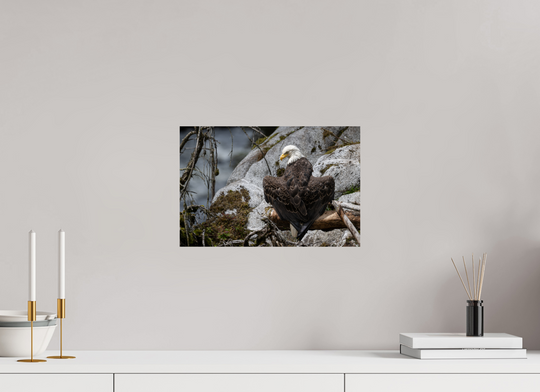 15 x 10″, Hahnemuhle Photo Silk Barta X Bald Eagle -- Observing