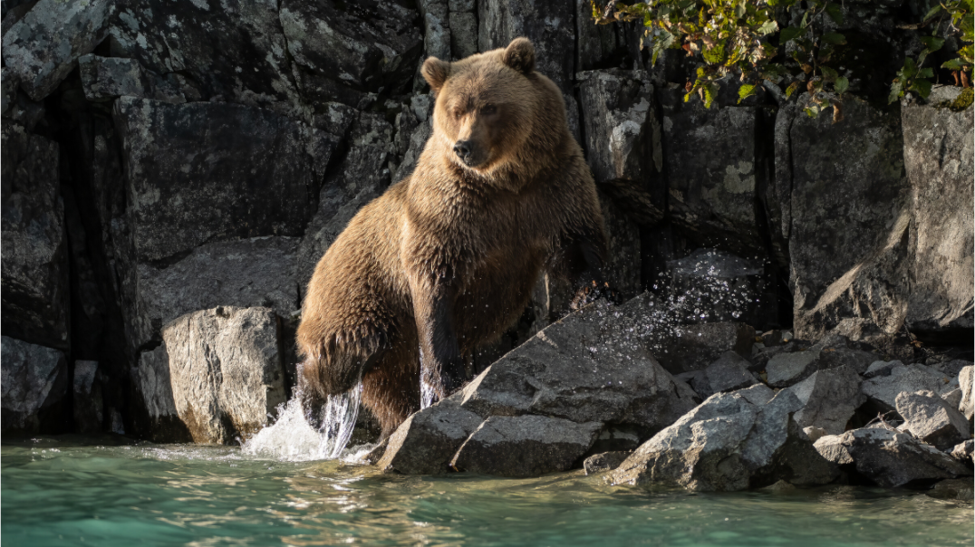 Main image Coastal Brown Bear - Power