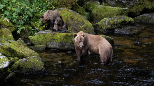 Alaskan Bear