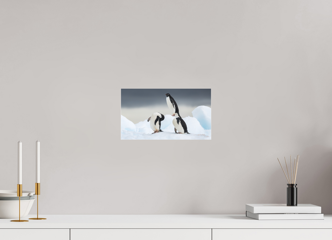 12 x 6.8″, Photo Print Under Matte Acrylic Glass Adelie Penguins - Preening