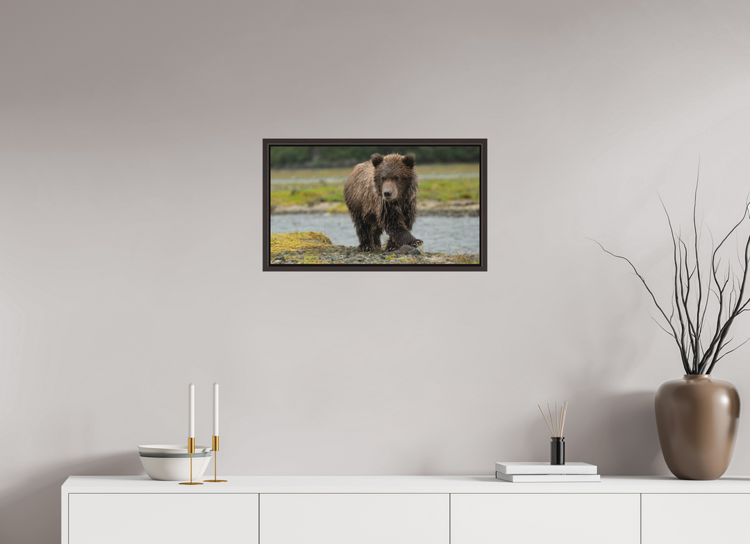 24 x 13.5″, Floater Frame with Direct Print on Aluminum Backing Coastal Brown Bear Cub -- Youthful Exuberance