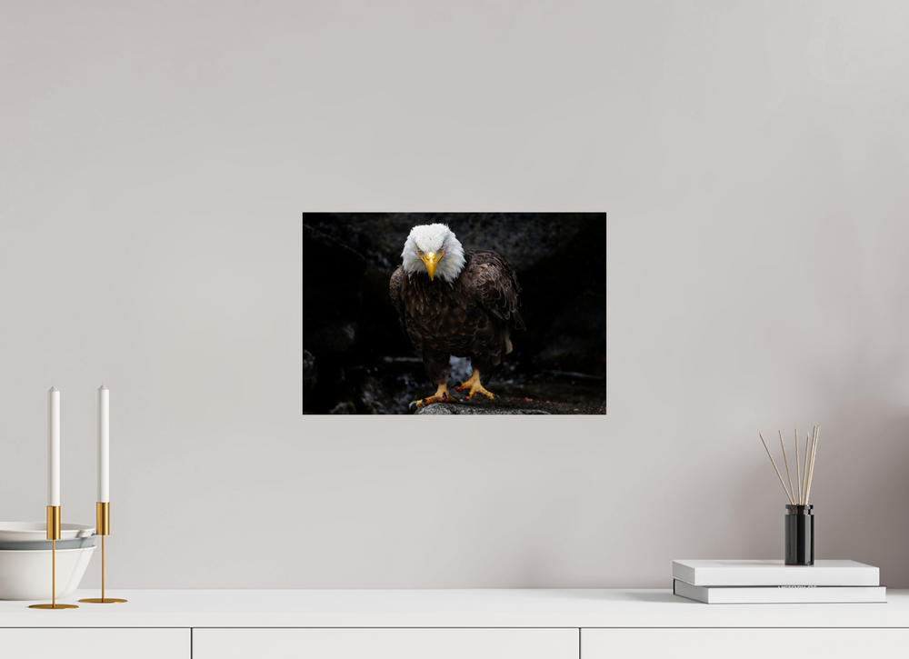 15 x 10″, Hahnemuhle Photo Silk Barta X Bald Eagle Portrait