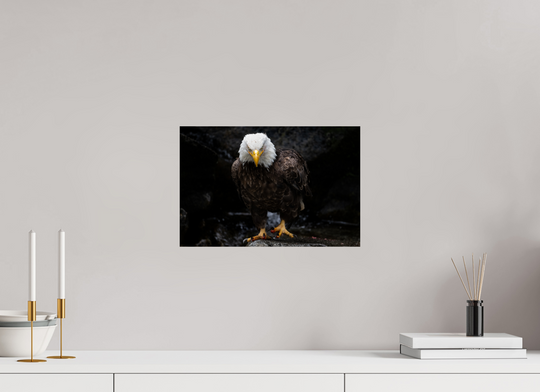 15 x 10″, Hahnemuhle Photo Silk Barta X Bald Eagle Portrait