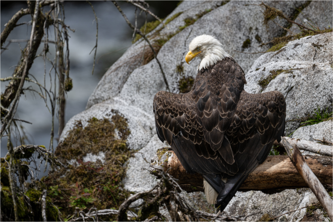 Main image Bald Eagle -- Observing