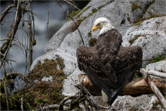 Main image Bald Eagle -- Observing